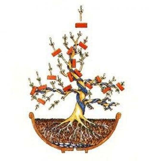 Фотошпаргалка?  Как вырастить бонсай? 06