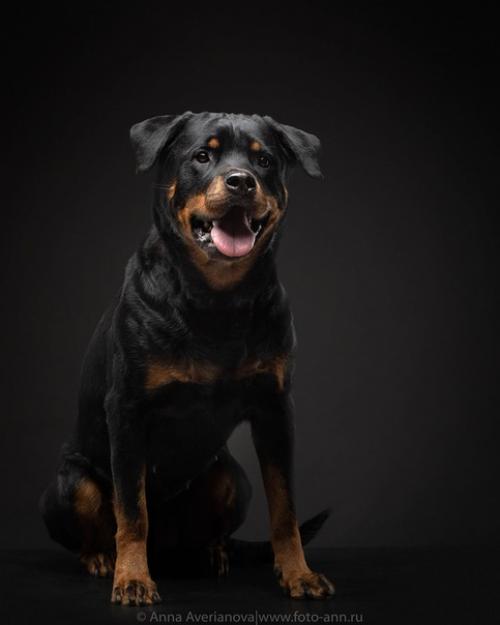 Хороший пример съемки черного на черном. 05