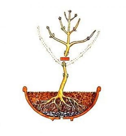 Фотошпаргалка?  Как вырастить бонсай? 01