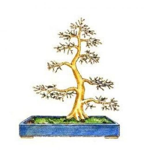 Фотошпаргалка?  Как вырастить бонсай? 07