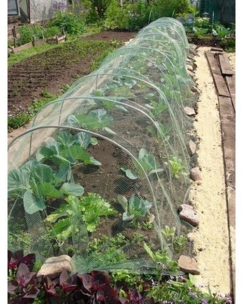 Дачный лайфхак. Сетка для капусты: зачем и почему. 01