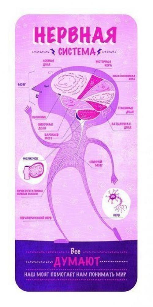Анатомия в двух словах. 02