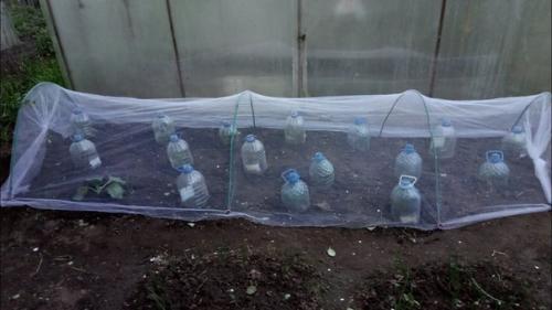 Дачный лайфхак. Сетка для капусты: зачем и почему. 04