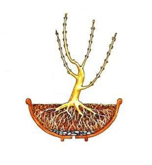 Фотошпаргалка?  Как вырастить бонсай? 04