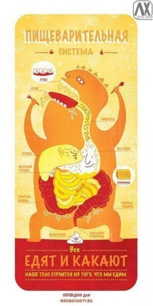 Анатомия в двух словах. 04