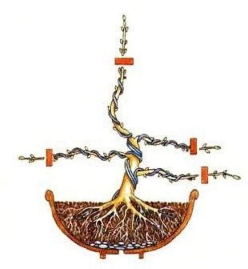 Фотошпаргалка?  Как вырастить бонсай? 05