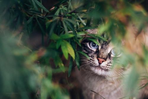 Котейки как источник бесконечного вдохновения. 04