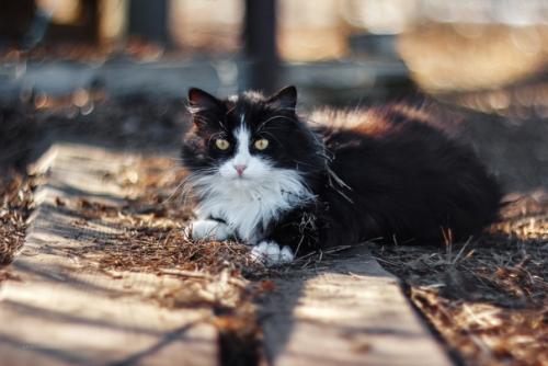 Котейки как источник бесконечного вдохновения. 08