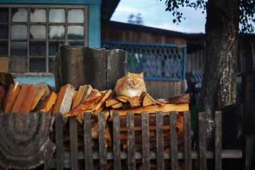 Котейки как источник бесконечного вдохновения. 03