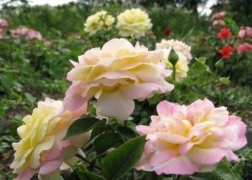 Размножение роз методом буррито - укоренение черенков в газете! 03