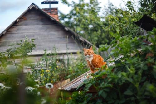Котейки как источник бесконечного вдохновения. 02