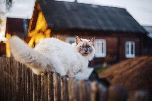 Котейки как источник бесконечного вдохновения. 05