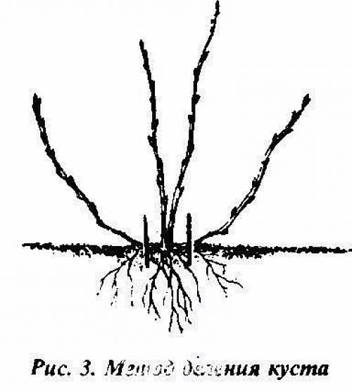 Размножение роз методом буррито - укоренение черенков в газете! 04