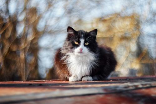 Котейки как источник бесконечного вдохновения. 01