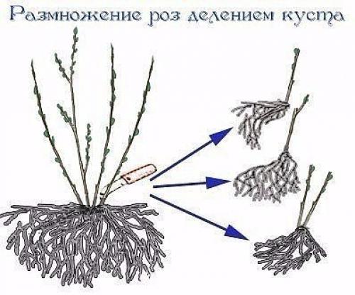 Размножение роз методом буррито - укоренение черенков в газете! 01