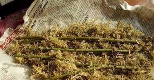 Размножение роз методом буррито - укоренение черенков в газете! 02