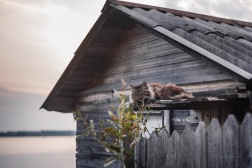 Котейки как источник бесконечного вдохновения. 07