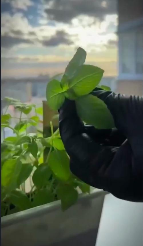 Божественная свинина на тарелке из фольги - это настоящее гастрономическое наслаждение, которое покорит даже самых взыскательных гурманов! 

