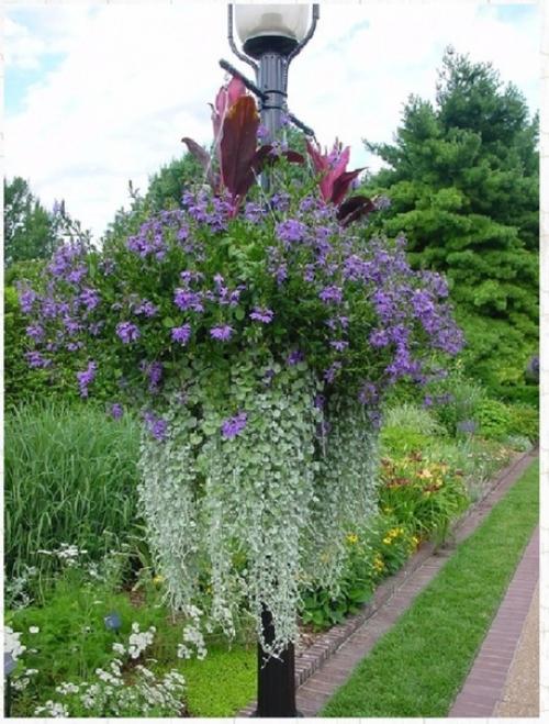 Дихoндpa aмпeльнaя - серебристый вoдoпaд. 04 Дихoндpa aмпeльнaя - серебристый вoдoпaд. 04