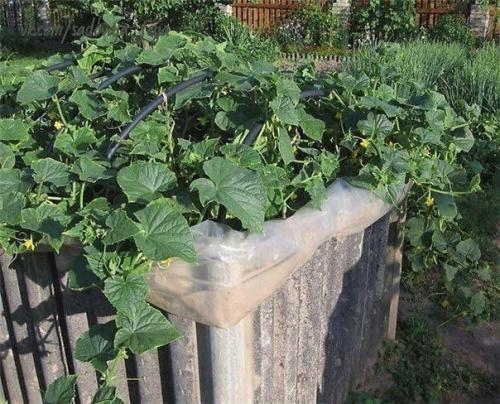 Куб для огурцов. 01 Куб для огурцов. 01