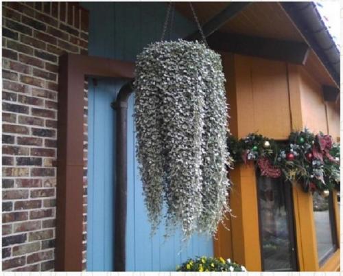 Дихoндpa aмпeльнaя - серебристый вoдoпaд. 01 Дихoндpa aмпeльнaя - серебристый вoдoпaд. 01