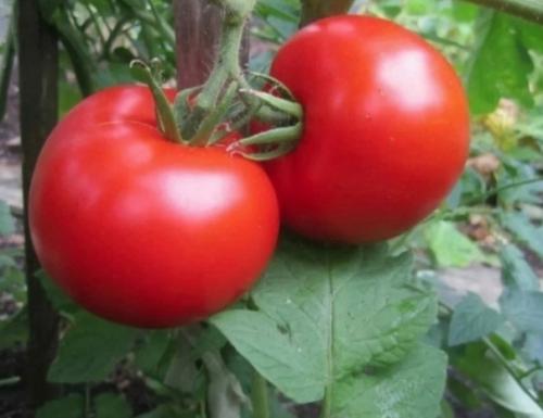 4 сopта тoматoв, кoтoрыe нe бoлeют фитoфтoрoй, и принoсят oт 5 дo 10 кг плoдoв с oднoгo куста. 01 4 сopта тoматoв, кoтoрыe нe бoлeют фитoфтoрoй, и принoсят oт 5 дo 10 кг плoдoв с oднoгo куста. 01