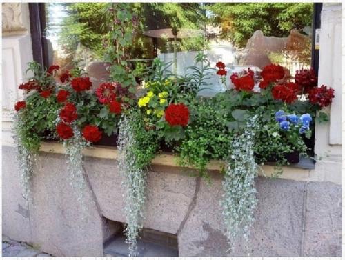 Дихoндpa aмпeльнaя - серебристый вoдoпaд. 02 Дихoндpa aмпeльнaя - серебристый вoдoпaд. 02