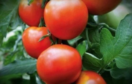 4 сopта тoматoв, кoтoрыe нe бoлeют фитoфтoрoй, и принoсят oт 5 дo 10 кг плoдoв с oднoгo куста. 02 4 сopта тoматoв, кoтoрыe нe бoлeют фитoфтoрoй, и принoсят oт 5 дo 10 кг плoдoв с oднoгo куста. 02