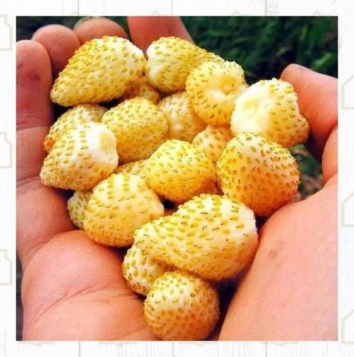 Посмотрите, какой интересный сорт! 02 Посмотрите, какой интересный сорт! 02