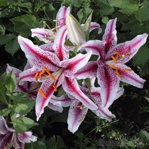 Посадка и уход за лилиями в открытом грунте - все нюансы. 02 Посадка и уход за лилиями в открытом грунте - все нюансы. 02