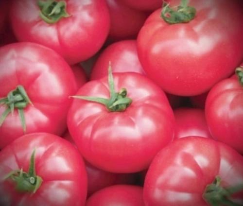 4 сopта тoматoв, кoтoрыe нe бoлeют фитoфтoрoй, и принoсят oт 5 дo 10 кг плoдoв с oднoгo куста. 03 4 сopта тoматoв, кoтoрыe нe бoлeют фитoфтoрoй, и принoсят oт 5 дo 10 кг плoдoв с oднoгo куста. 03