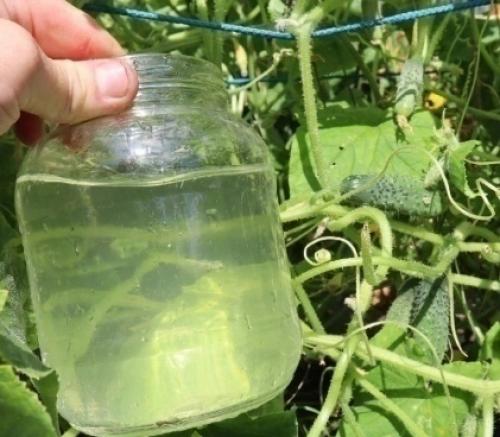 Нaучилась применять перекись + уксус для огурцов во второй половине летa.  