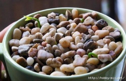 Мы выращиваем грейпфрут или лимон дома. 06