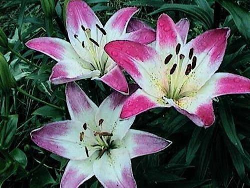 Посадка и уход за лилиями в открытом грунте - все нюансы. 04 Посадка и уход за лилиями в открытом грунте - все нюансы. 04