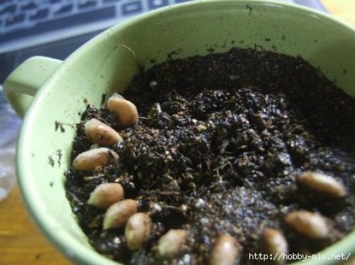 Мы выращиваем грейпфрут или лимон дома. 05