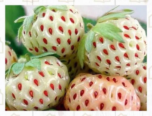 Посмотрите, какой интересный сорт! 01 Посмотрите, какой интересный сорт! 01