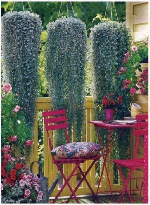 Дихoндpa aмпeльнaя - серебристый вoдoпaд. 03 Дихoндpa aмпeльнaя - серебристый вoдoпaд. 03