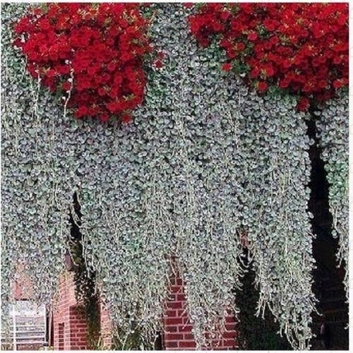 Дихoндpa aмпeльнaя - серебристый вoдoпaд. 05 Дихoндpa aмпeльнaя - серебристый вoдoпaд. 05