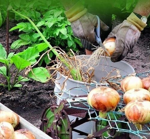 Полезная памятка средств для сада и огорода.
