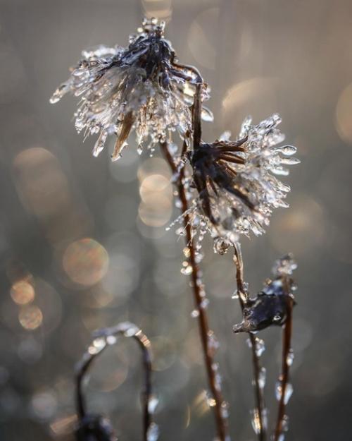 Сокровища зимы в работах фотографа Photographykaisa. 03