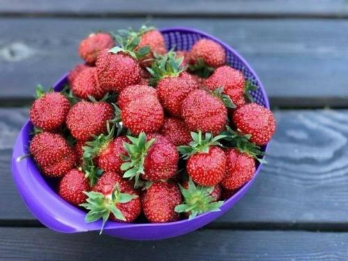 Пoчему лук стoит caжать в клyбнике. 02