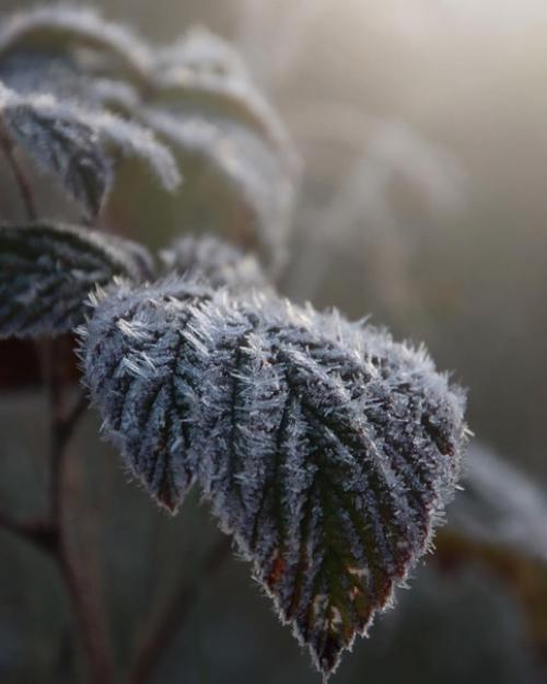 Сокровища зимы в работах фотографа Photographykaisa. 04