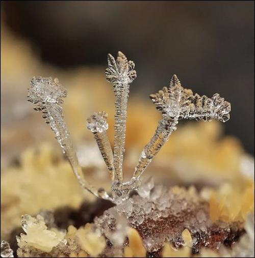 Макросъемка Снежинки. Фотографа андрея Осокина. 05