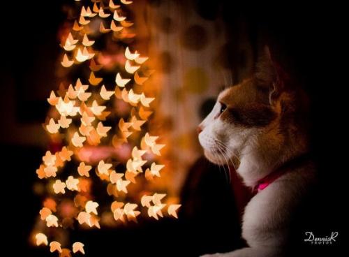 Как сделать отличные рождественские фотографии с боке. 04 Как сделать отличные рождественские фотографии с боке. 04