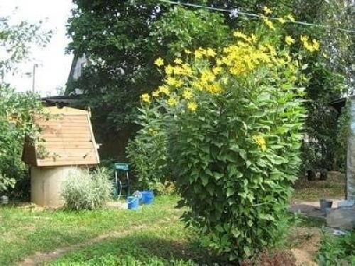 Лечебные свойства топинамбура. 02