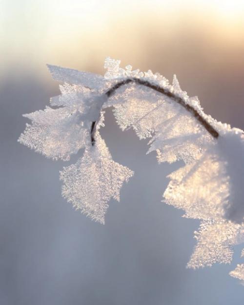 Сокровища зимы в работах фотографа Photographykaisa. 07
