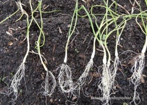 От семечка до луковицы весом в полкило - за сезон. 05 От семечка до луковицы весом в полкило - за сезон. 05