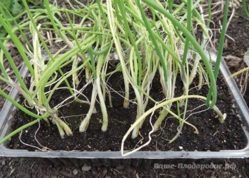 От семечка до луковицы весом в полкило - за сезон. 02 От семечка до луковицы весом в полкило - за сезон. 02