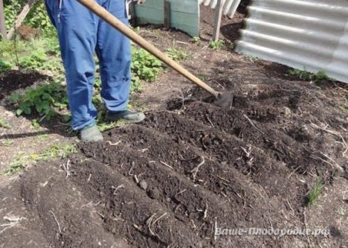 От семечка до луковицы весом в полкило - за сезон. 03 От семечка до луковицы весом в полкило - за сезон. 03