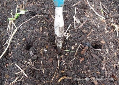 От семечка до луковицы весом в полкило - за сезон. 06 От семечка до луковицы весом в полкило - за сезон. 06